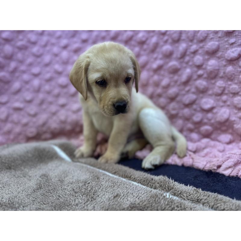 販売中の茨城県のラブラドールレトリーバー-434309の4枚目