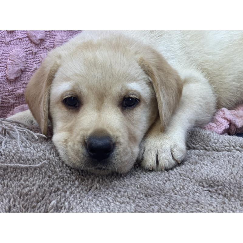 販売中の茨城県のラブラドールレトリーバー-434309の1枚目