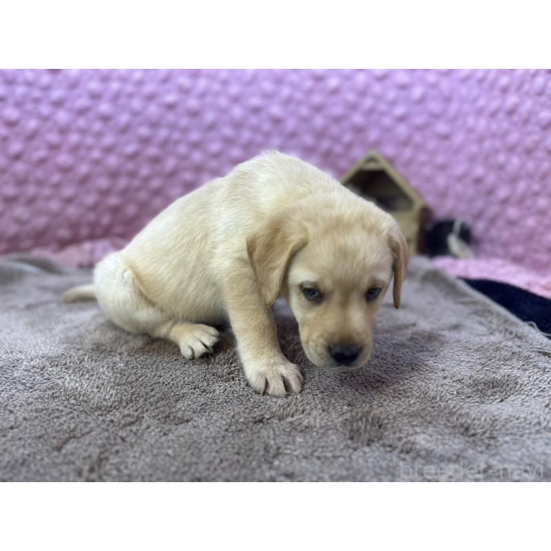 販売中の茨城県のラブラドールレトリーバー-434309の3枚目