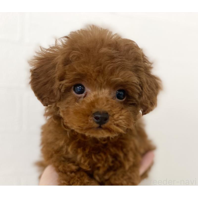 販売中の静岡県のタイニープードル-434311の5枚目