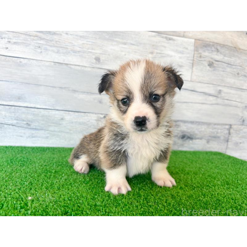 販売中の茨城県のウェルシュコーギーペンブローク-434310の5枚目