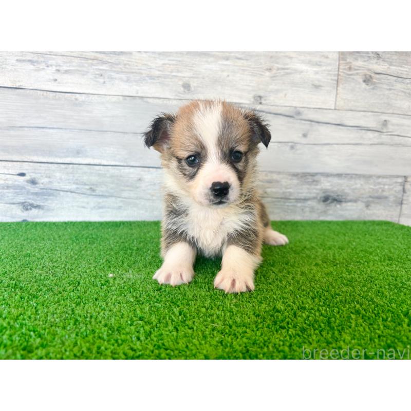 販売中の茨城県のウェルシュコーギーペンブローク-434310の4枚目