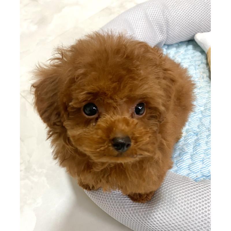 販売中の静岡県のタイニープードル-434311の4枚目