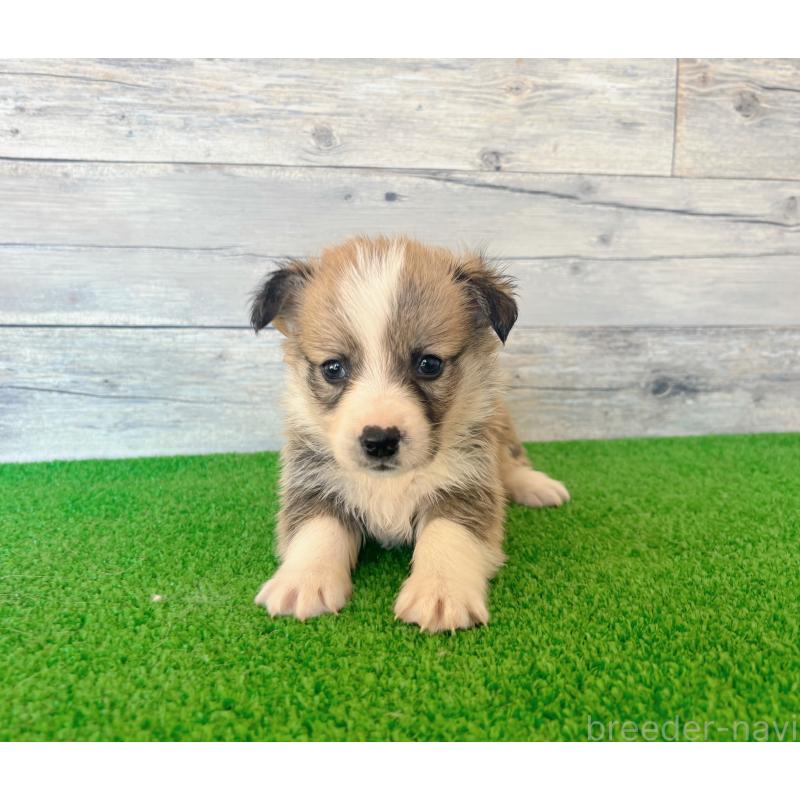 販売中の茨城県のウェルシュコーギーペンブローク-434310の3枚目