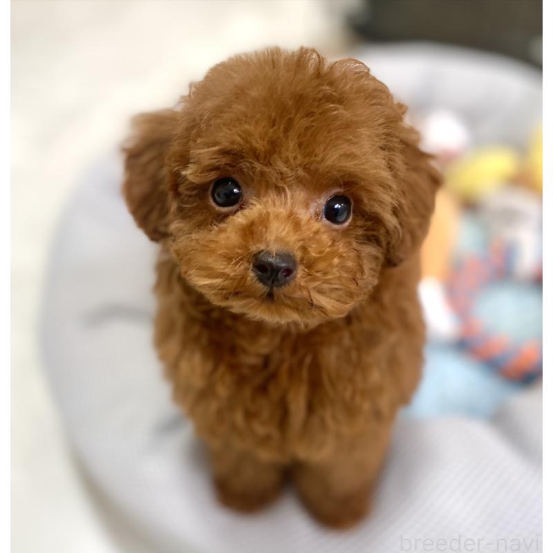 販売中の静岡県のタイニープードル-434311の3枚目