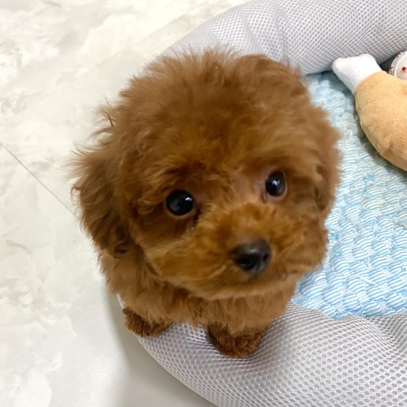 販売中の静岡県のタイニープードル-434311の2枚目