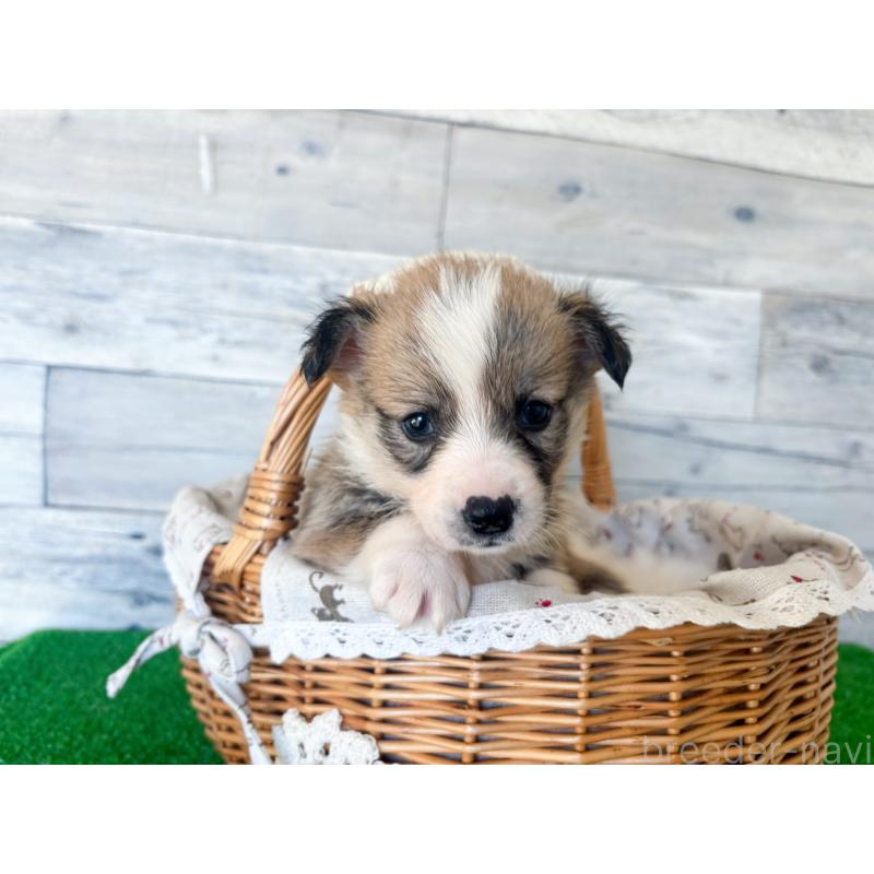 販売中の茨城県のウェルシュコーギーペンブローク-434310