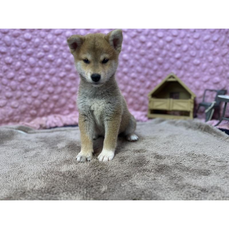 販売中の茨城県の柴犬-434312の17枚目