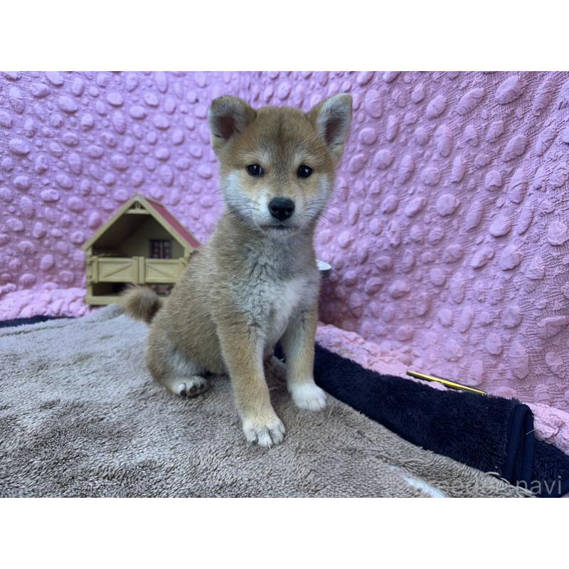 販売中の茨城県の柴犬-434312の16枚目