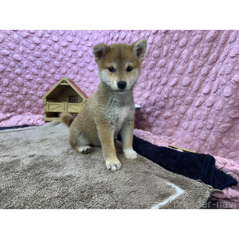 販売中の茨城県の柴犬-434312の15枚目