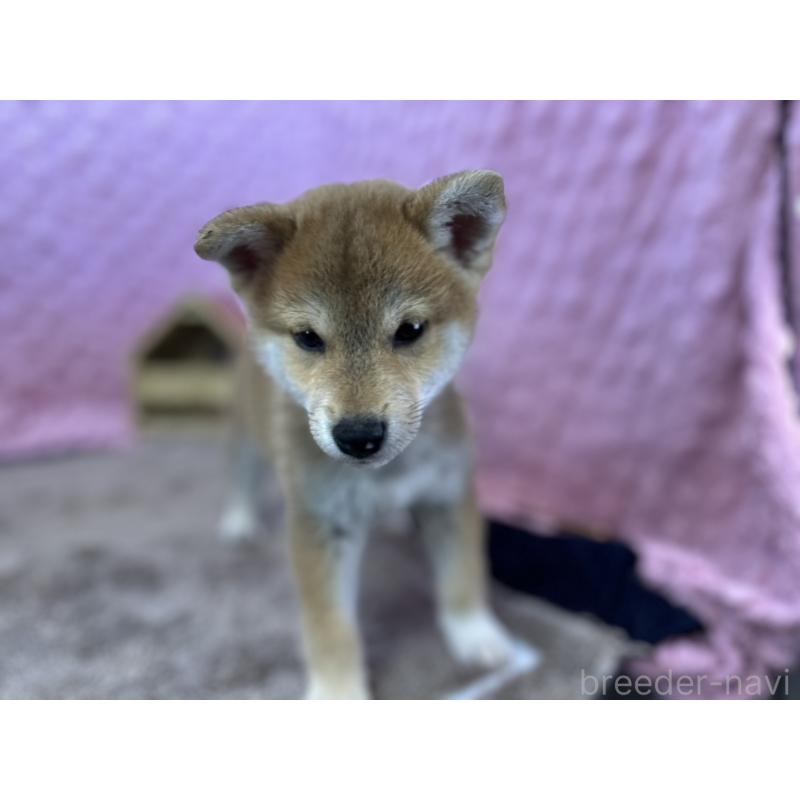 販売中の茨城県の柴犬-434312の14枚目