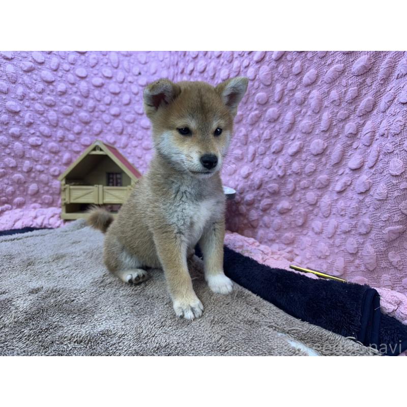 販売中の茨城県の柴犬-434312の13枚目