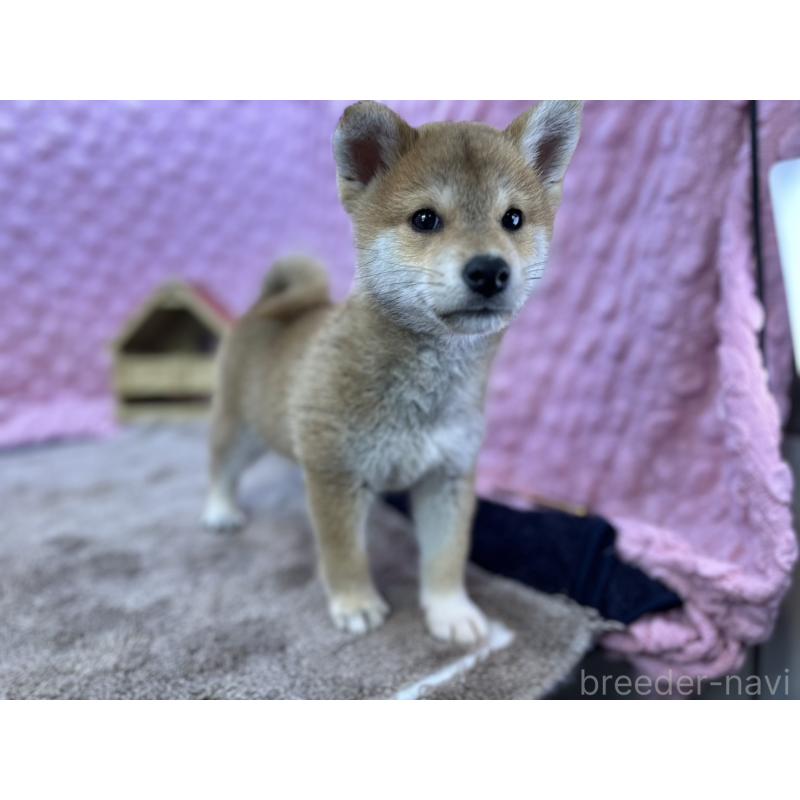 販売中の茨城県の柴犬-434312の12枚目