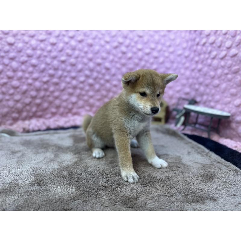 販売中の茨城県の柴犬-434312の10枚目