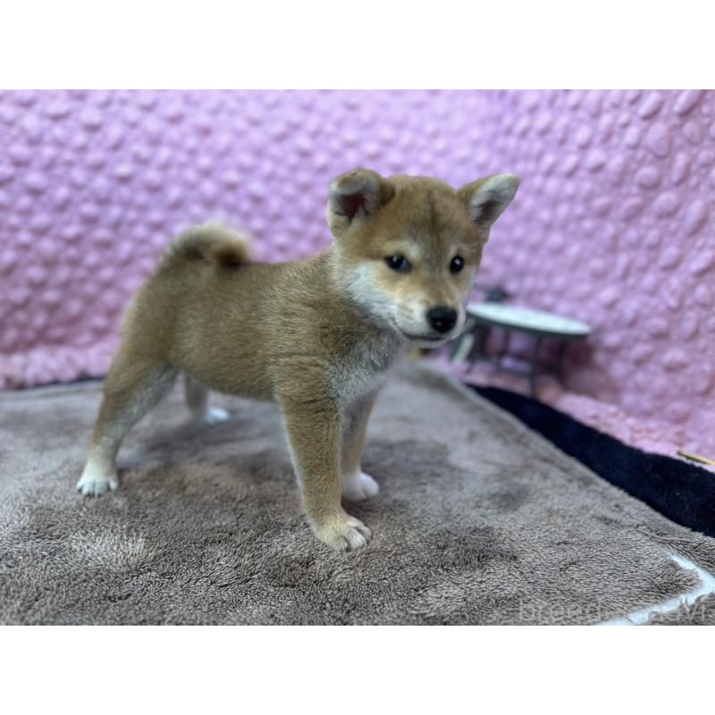 販売中の茨城県の柴犬-434312の9枚目