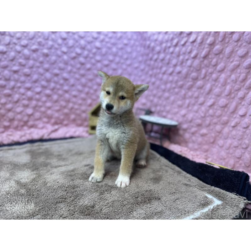 販売中の茨城県の柴犬-434312の8枚目