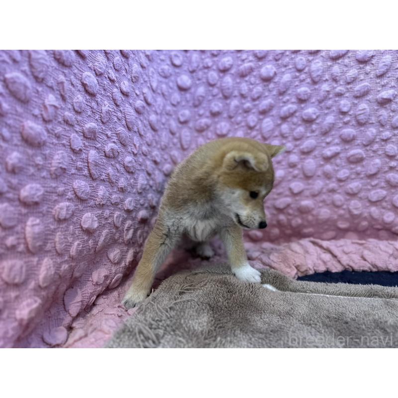 販売中の茨城県の柴犬-434312の7枚目