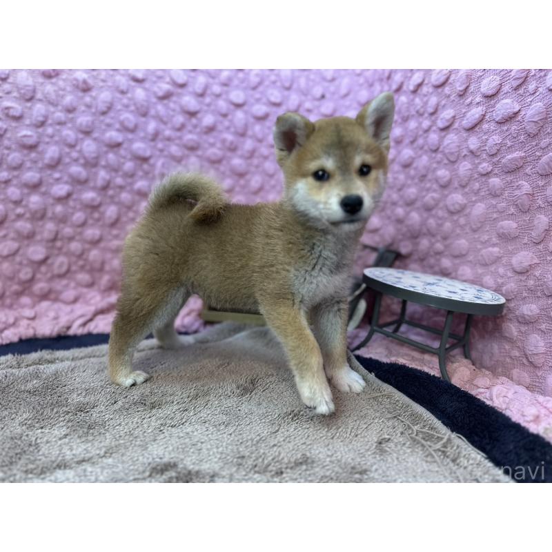 販売中の茨城県の柴犬-434312の1枚目