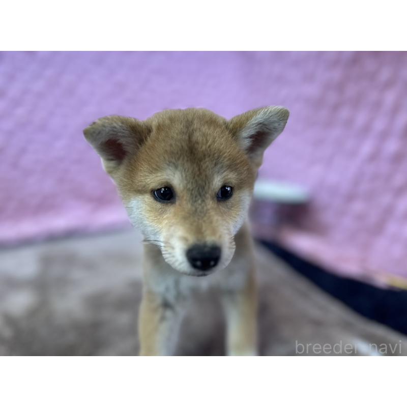 販売中の茨城県の柴犬-434312の6枚目