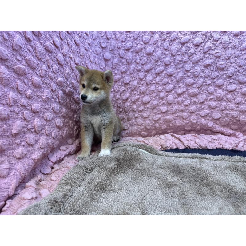 販売中の茨城県の柴犬-434312の5枚目