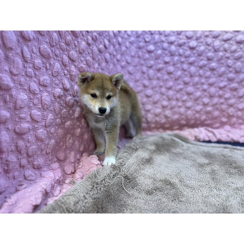 販売中の茨城県の柴犬-434312の4枚目