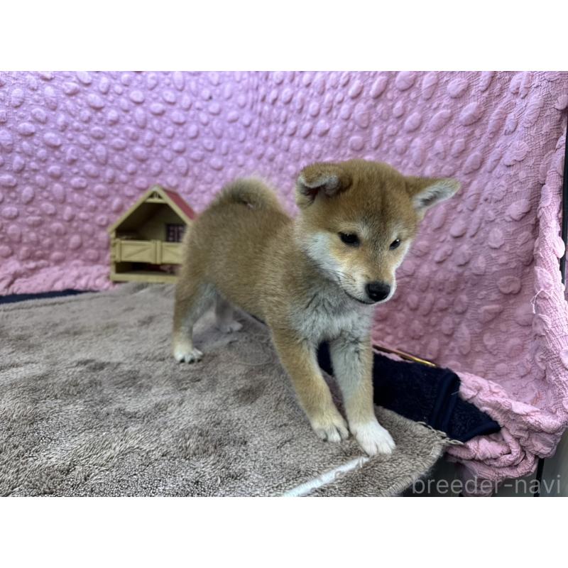 販売中の茨城県の柴犬-434312の2枚目