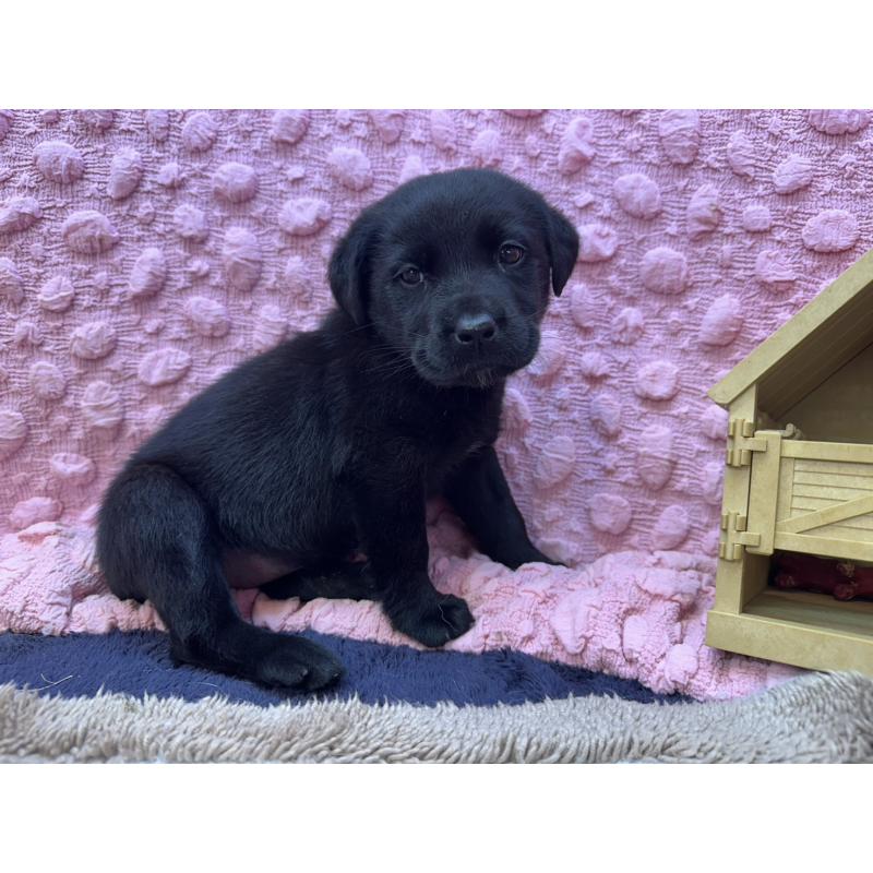 販売中の茨城県のラブラドールレトリーバー-434313