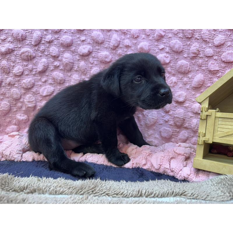 販売中の茨城県のラブラドールレトリーバー-434313の15枚目