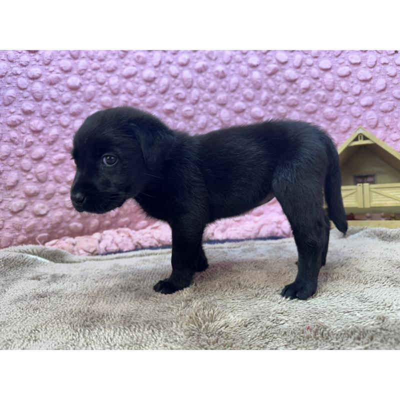 販売中の茨城県のラブラドールレトリーバー-434313の14枚目