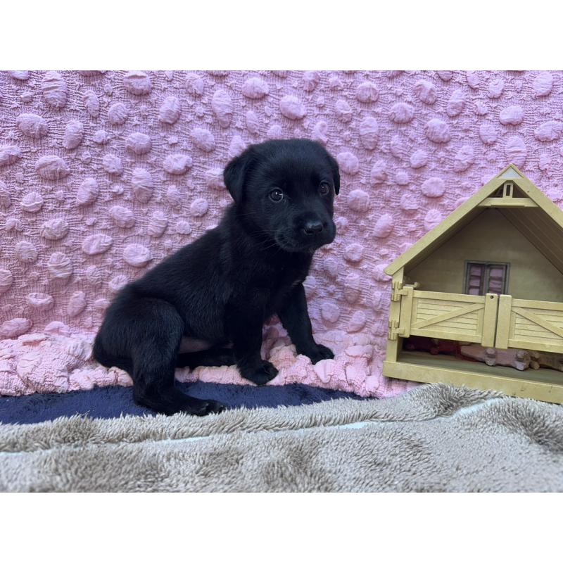 販売中の茨城県のラブラドールレトリーバー-434313の13枚目