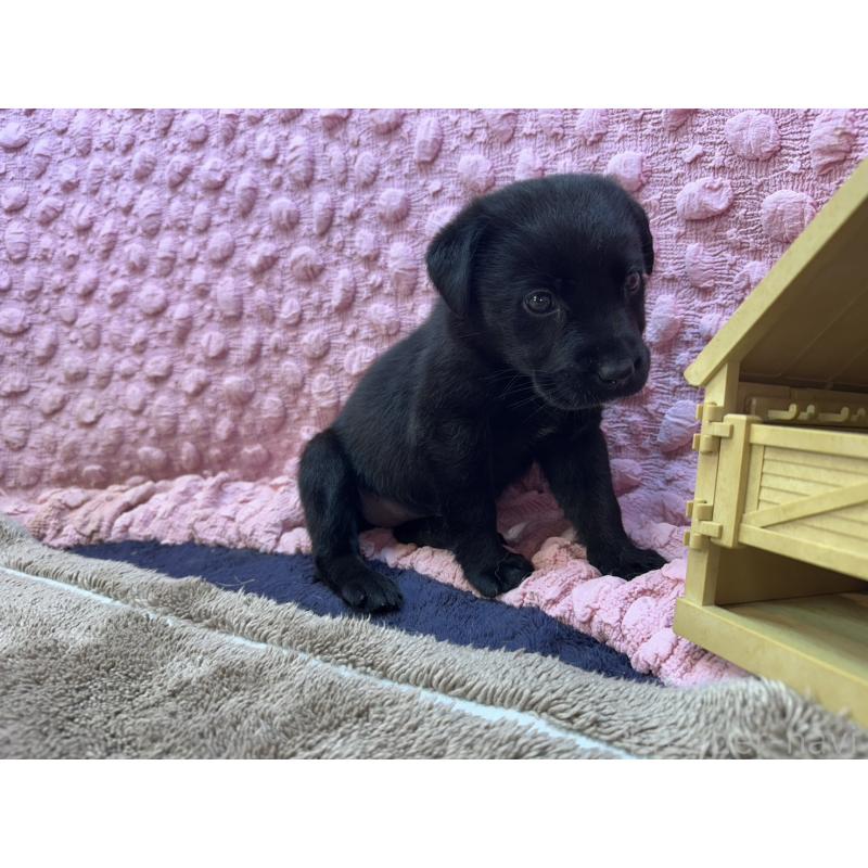 販売中の茨城県のラブラドールレトリーバー-434313の12枚目