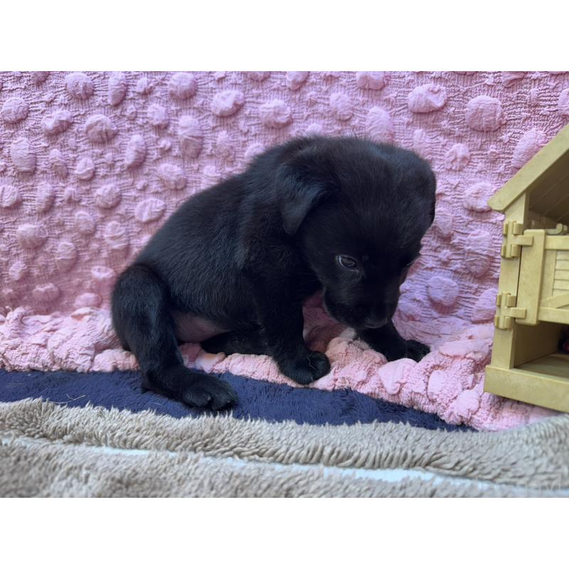 販売中の茨城県のラブラドールレトリーバー-434313の11枚目