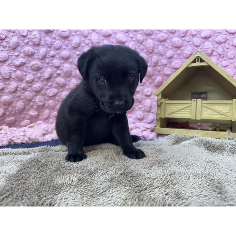 販売中の茨城県のラブラドールレトリーバー-434313の10枚目