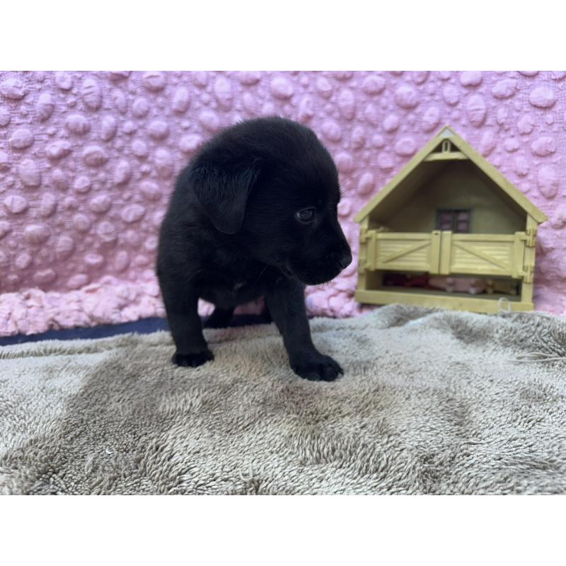 販売中の茨城県のラブラドールレトリーバー-434313の9枚目