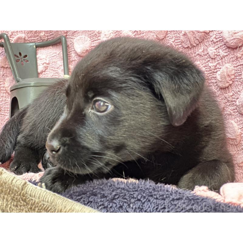 販売中の茨城県のラブラドールレトリーバー-434313の7枚目