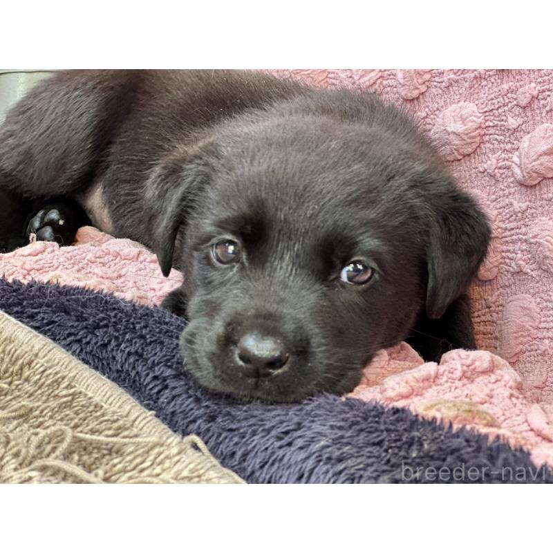 販売中の茨城県のラブラドールレトリーバー-434313の5枚目