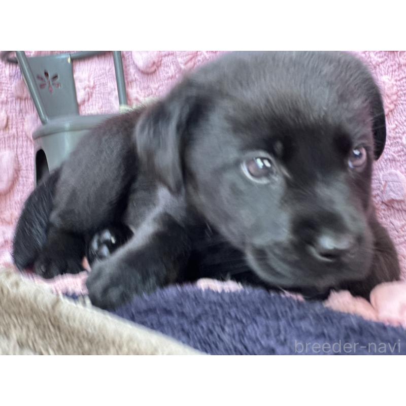 販売中の茨城県のラブラドールレトリーバー-434313の4枚目