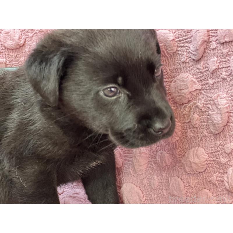 販売中の茨城県のラブラドールレトリーバー-434313の3枚目