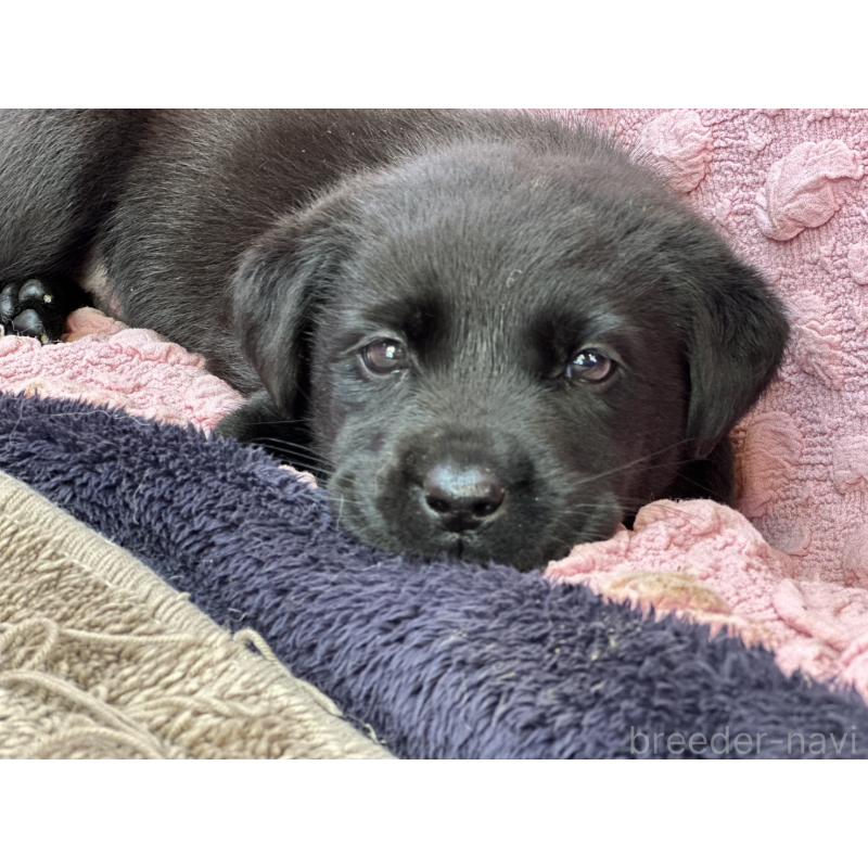 販売中の茨城県のラブラドールレトリーバー-434313の2枚目