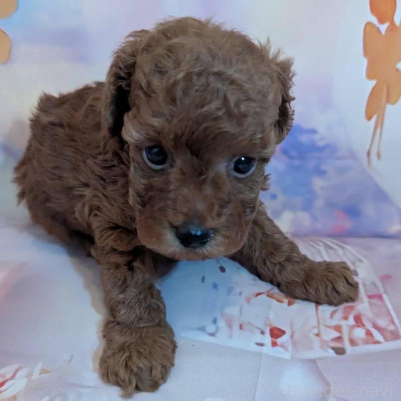 販売中の徳島県のタイニープードル-434314の4枚目