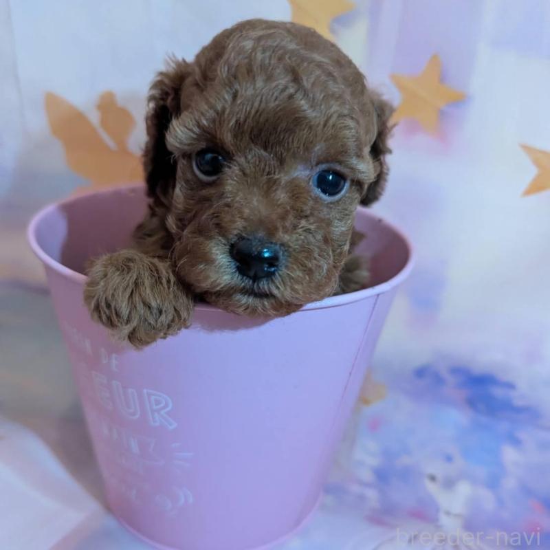 販売中の徳島県のタイニープードル-434314の1枚目