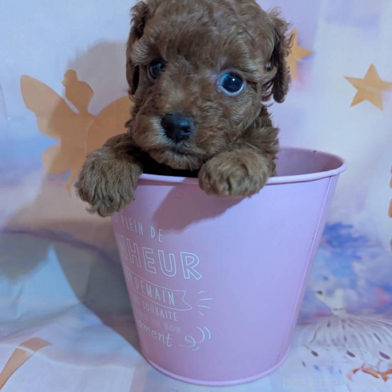 販売中の徳島県のタイニープードル-434314の3枚目