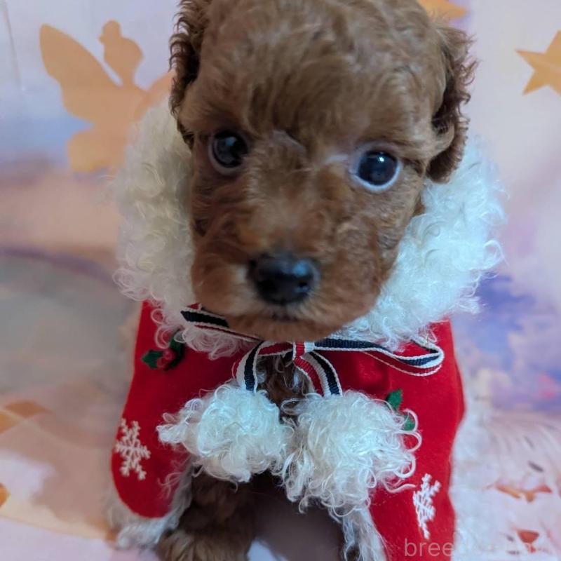 販売中の徳島県のタイニープードル-434314の2枚目