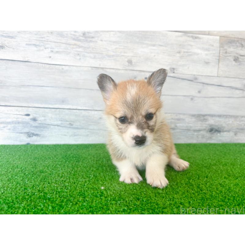 販売中の茨城県のウェルシュコーギーペンブローク-434315の4枚目