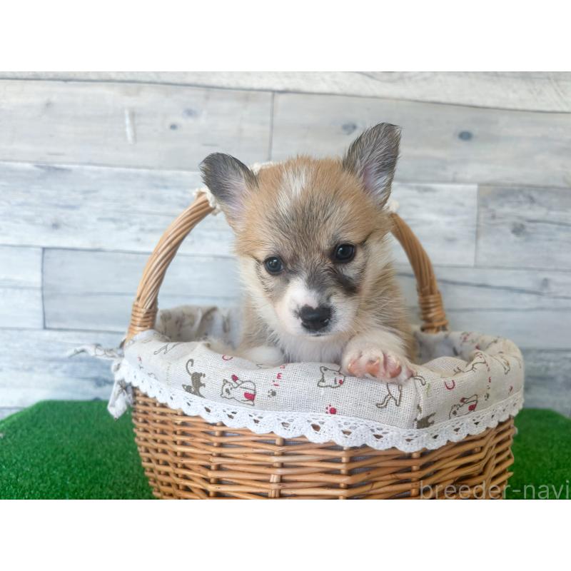 販売中の茨城県のウェルシュコーギーペンブローク-434315の2枚目