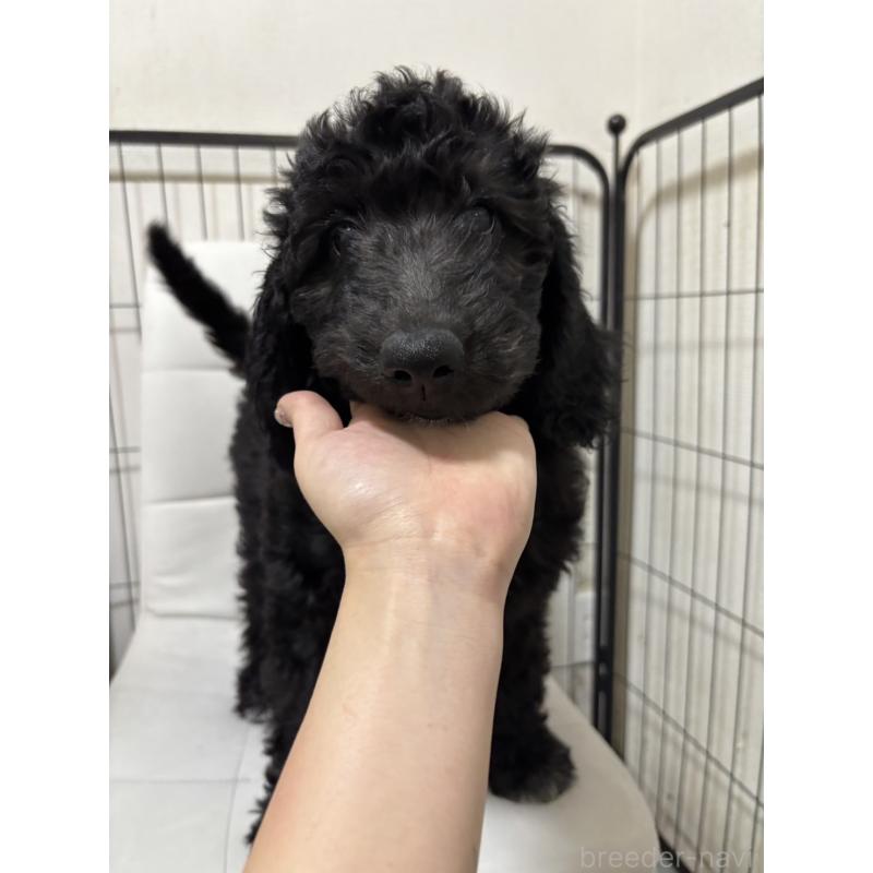 販売中の滋賀県のゴールデンドゥードル:ゴールデンレトリーバー×プードル-434316