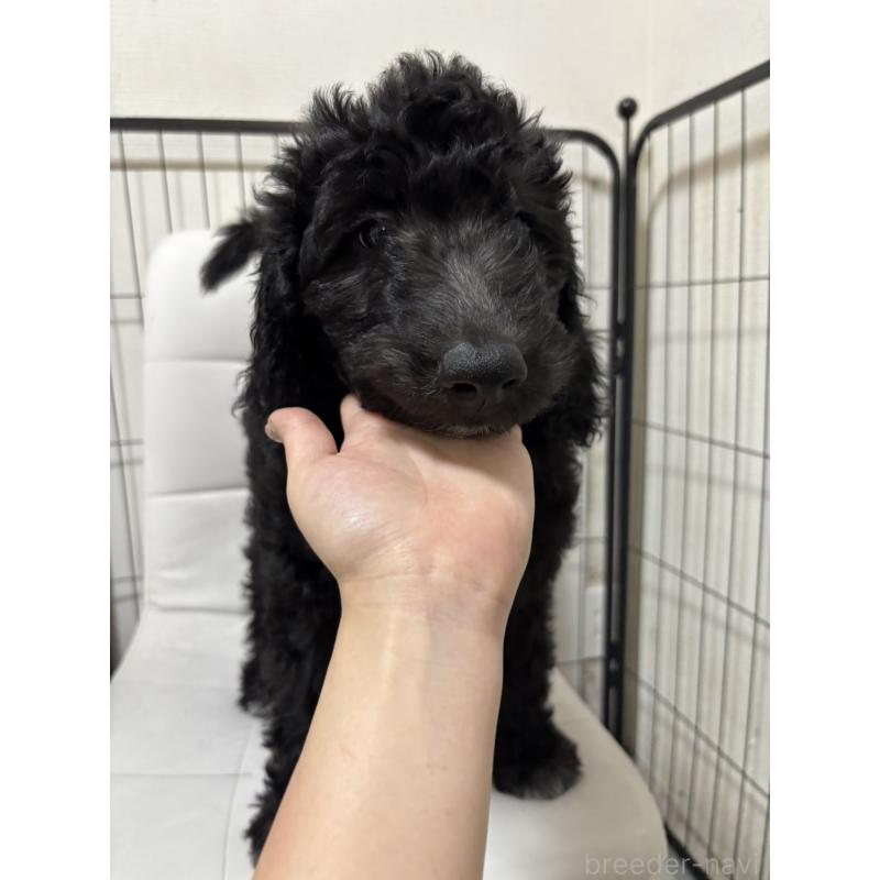 販売中の滋賀県のゴールデンドゥードル:ゴールデンレトリーバー×プードル-434316の2枚目