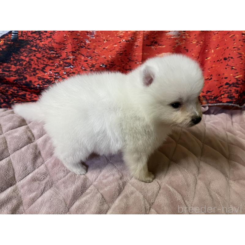 販売中の千葉県の日本スピッツ-434317の3枚目