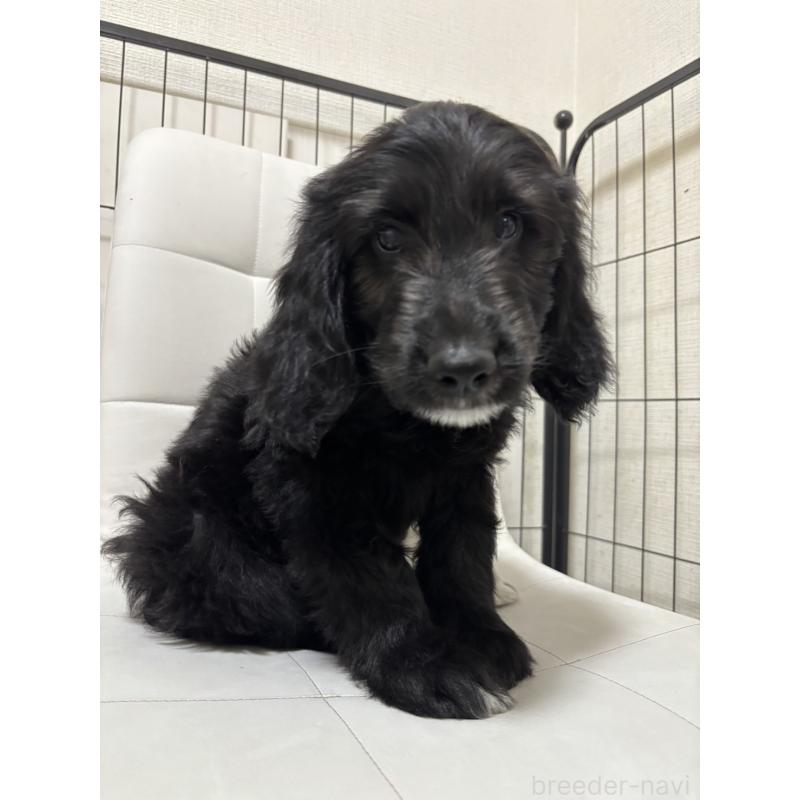 販売中の滋賀県のゴールデンドゥードル:ゴールデンレトリーバー×プードル-434318