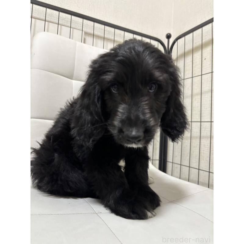 販売中の滋賀県のゴールデンドゥードル:ゴールデンレトリーバー×プードル-434318の2枚目